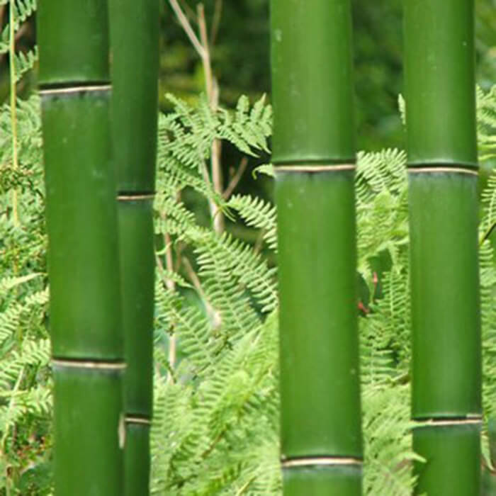 Phyllostachys vivax